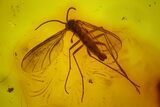 Seven Fossil Flies (Diptera) In Baltic Amber #145407-2